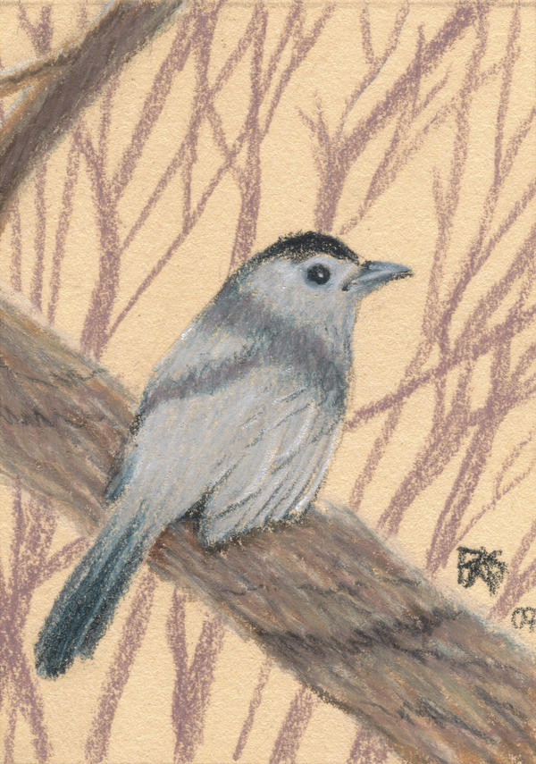 ACEO Catbird