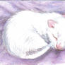 ACEO Newborn