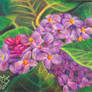 ACEO Lilac