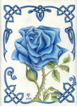 Blue Rose by robertsloan2