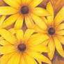 Black Eyed Susans 3