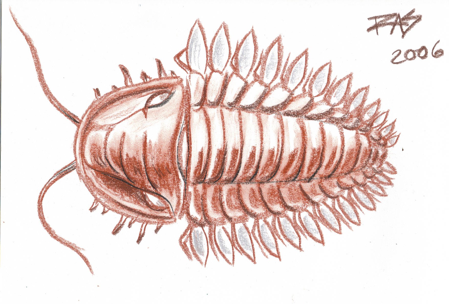 Trilobite Rouge