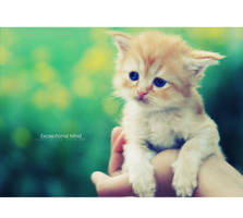 . . Peach III . .