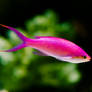 Pink Tropical Fish