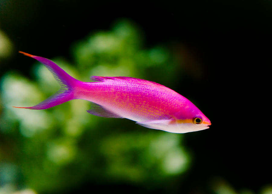 Pink Rumble Fish Pink Tropical Fish by jwt-photography on DeviantArt