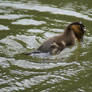 Duckling Bath