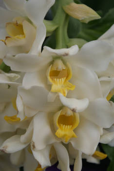 Toothy Orchids