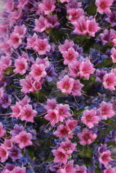 Pink/Purple Flowers