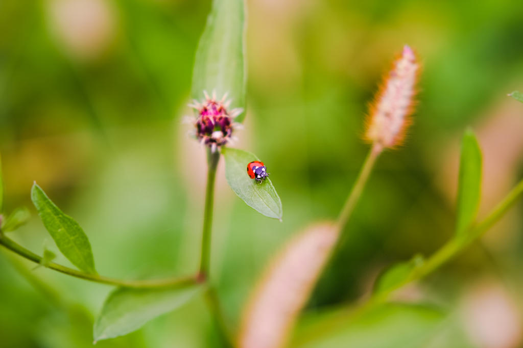 ladybug