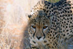 Cheetah on the prowl by luethy