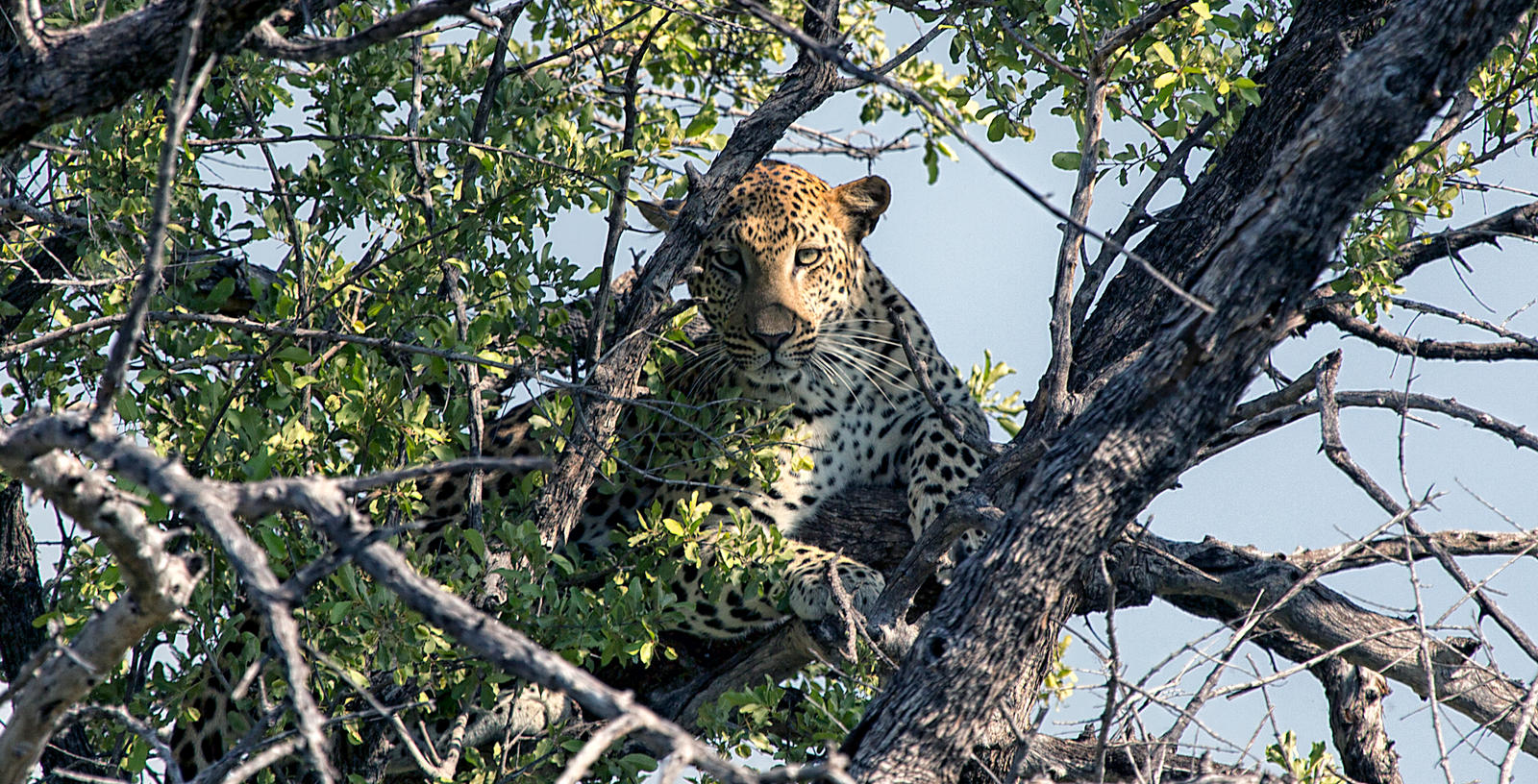 Danger lurks in the trees