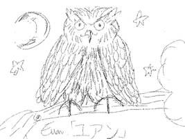 Owl