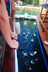 Turkish Geese Waiting for Breakfast