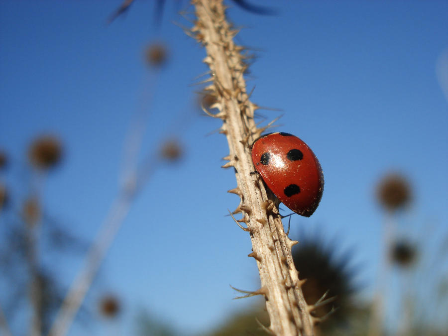 Careful, Little Ladybug