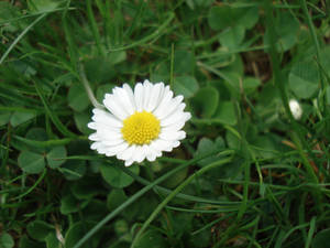 Lonely Daisy