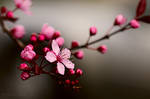 cherry blossom by Raylau