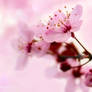 Cherry Blossom 2