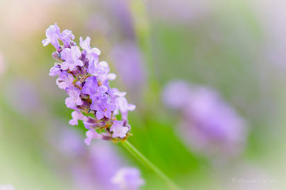 Lavender