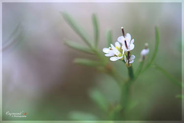 Little White flower new