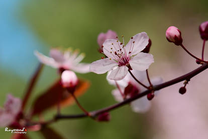 Cherry Blossom 13A