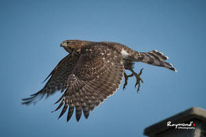 Cooper's Hawk