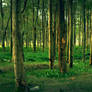 Woods