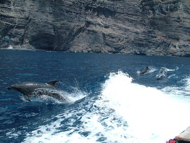 Dolphins Wakeriding