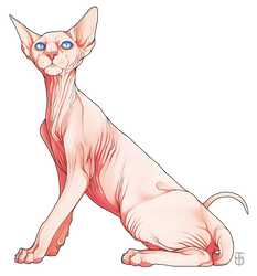 Sphynx