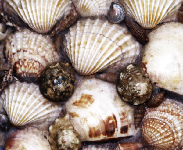Shells by HouseofWolves5 on DeviantArt