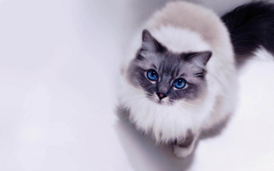 Ragdoll wallpaper by Maibek on DeviantArt
