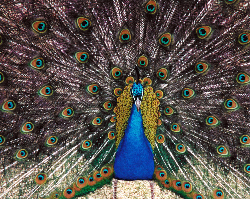 Peacock Ritual Peacock mating ritual by afireinsideme on DeviantArt