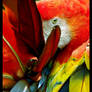 macaw - preen