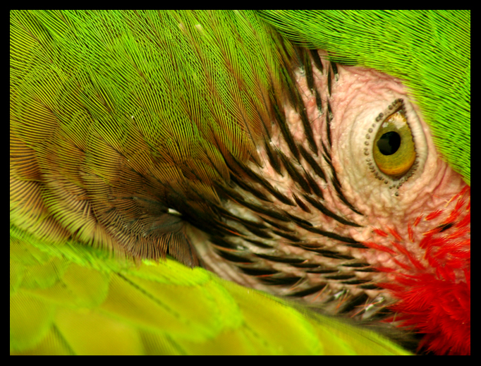 Military Macaw