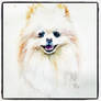 Pomeranian Portrait