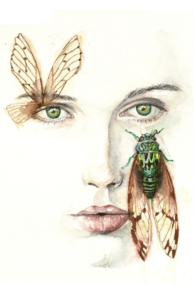 Summer Cicada