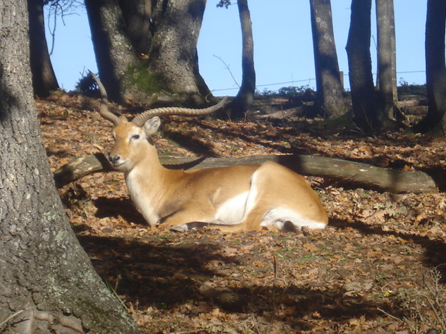 antilope