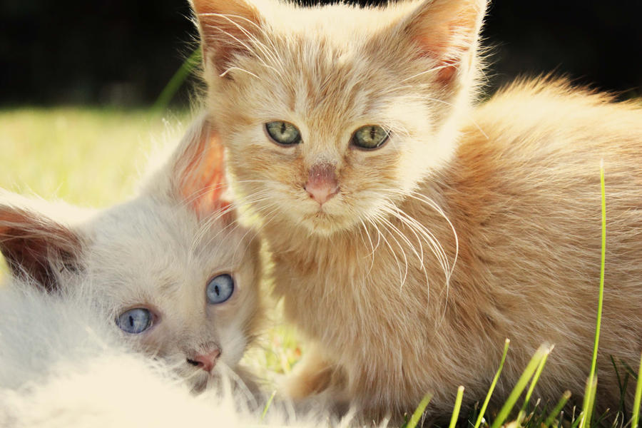 Rescued Kittens: Alaska and Ginger
