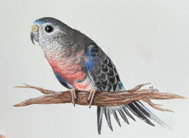 Custom watercolor bird portrait