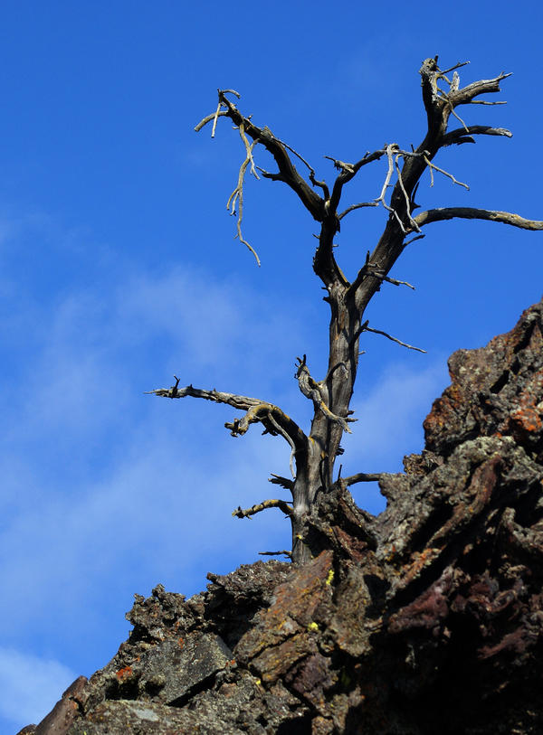 Scraggly tree by Krispyz on DeviantArt