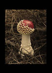 sepia mushroom by spraxx