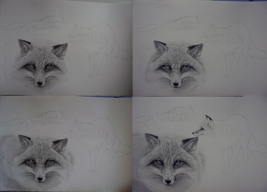 Red Fox progressive Collage 3