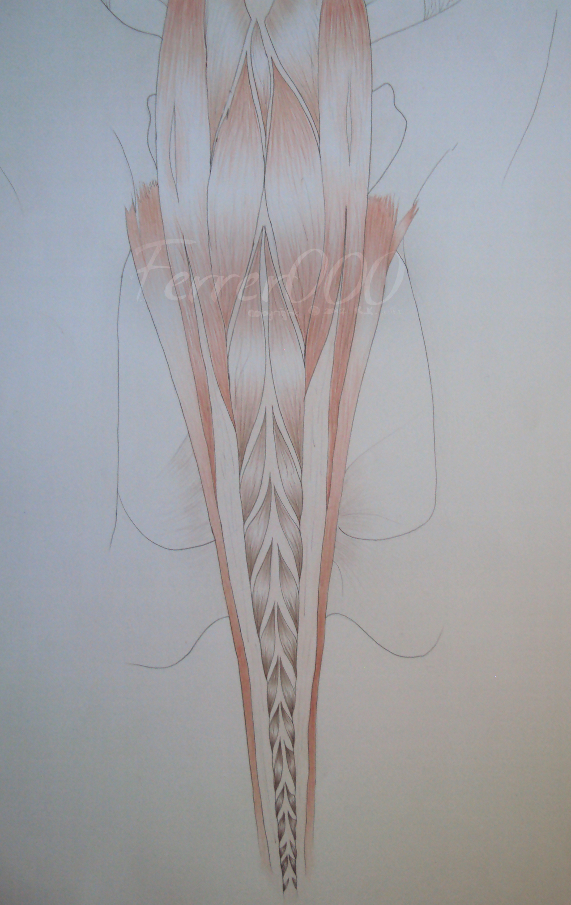 Greyhound Caudal Over Dorsal Muscular Structures