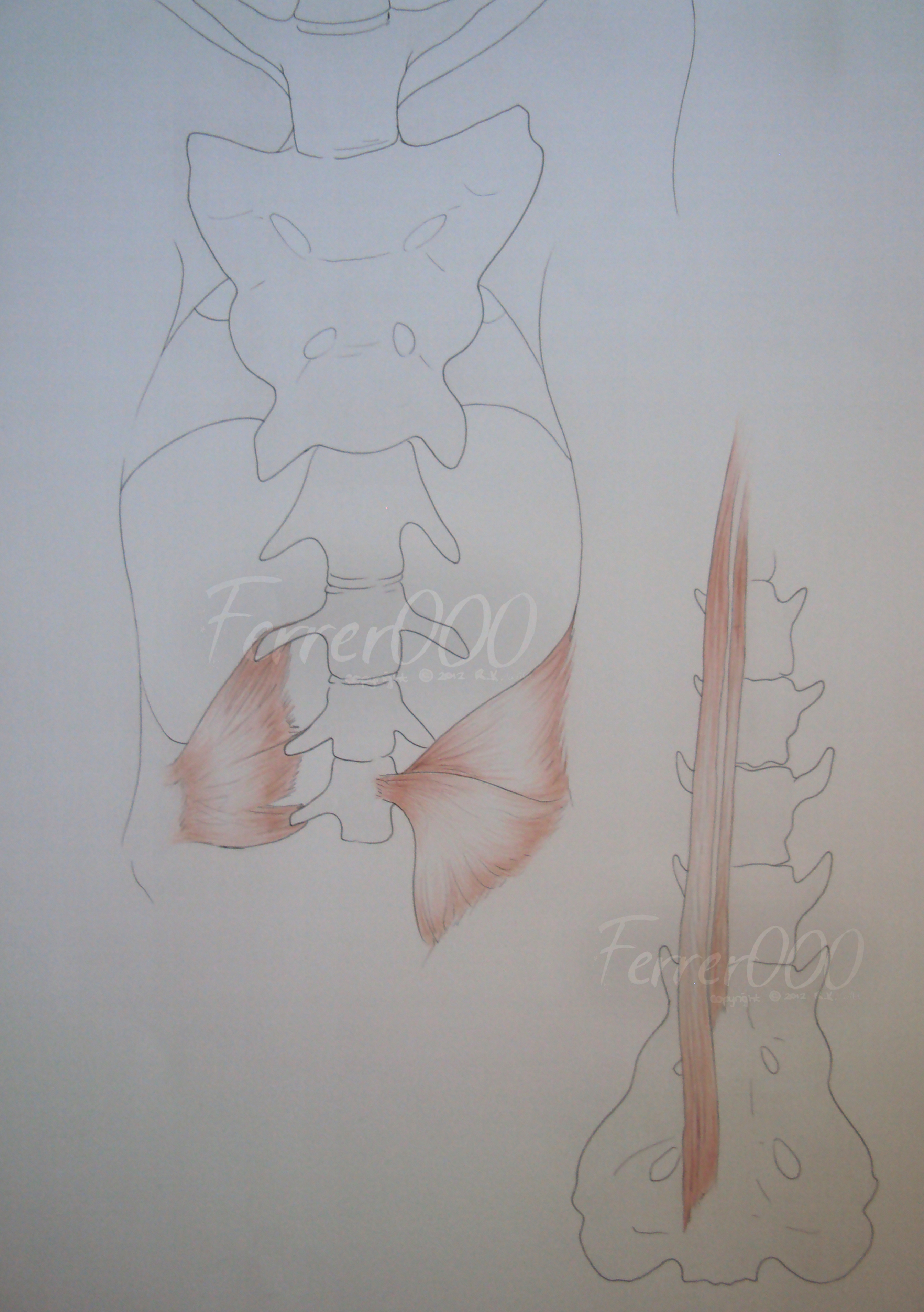 Greyhound Caudal Dorsal Ventral Muscle Structures