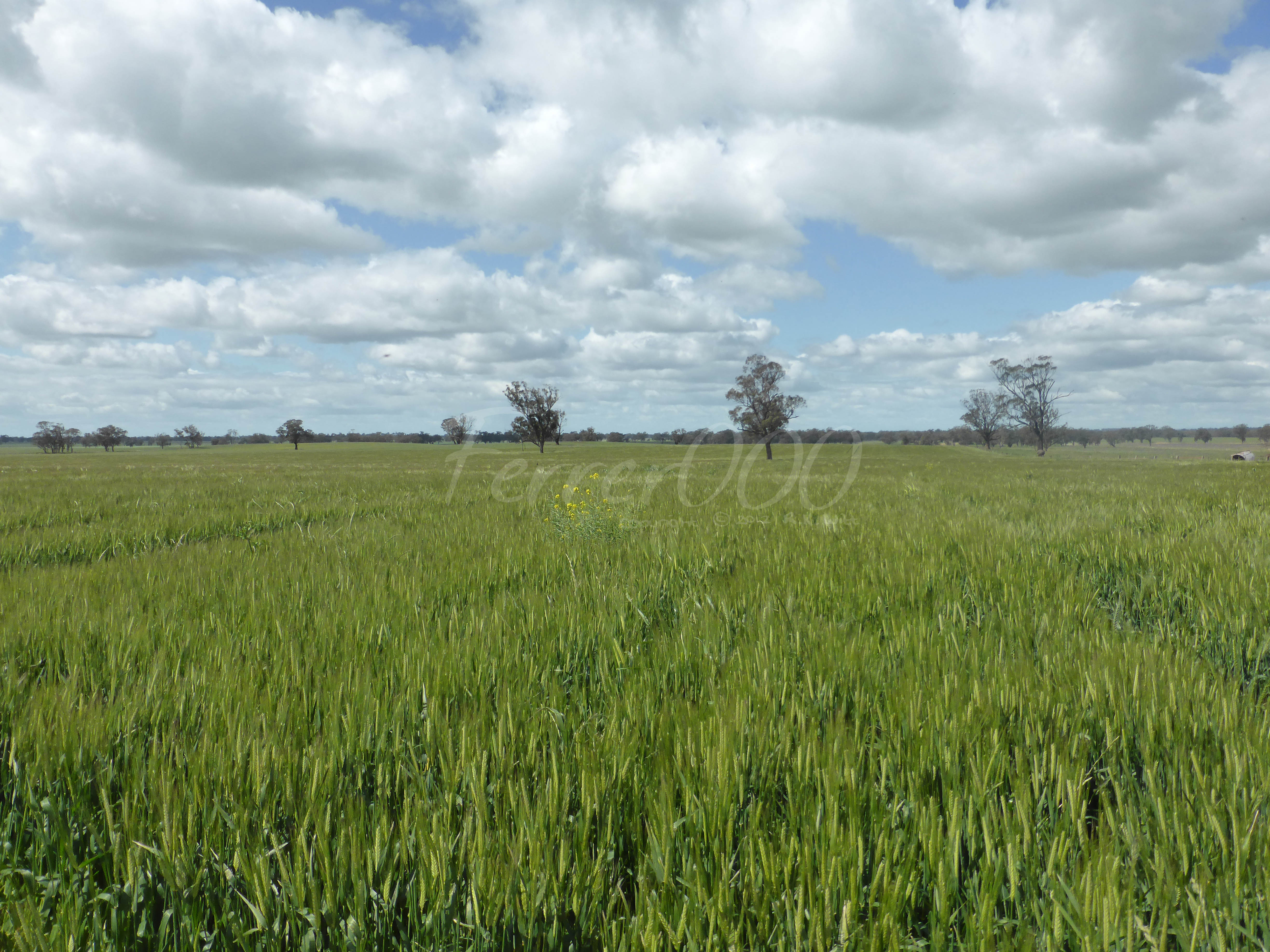 Barley Horizon