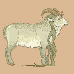 Ovis mirabillis