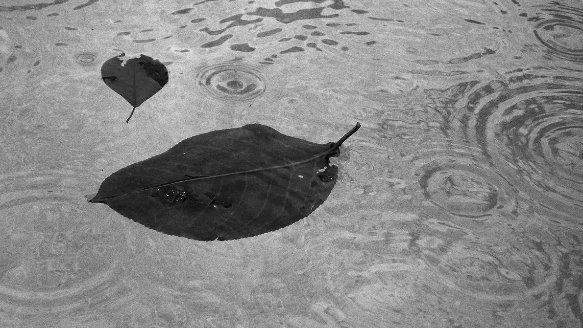 Leaves Floating by Fauche on DeviantArt