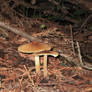 Autumn Series - Fungi