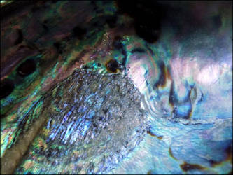 Abalone Closeup