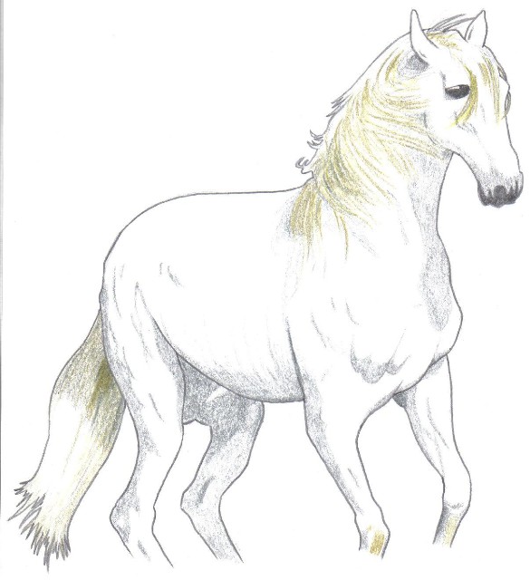 White horse