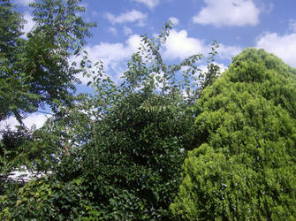 Backyard Sky again